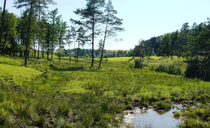 Réserve de Chalmessin © Matthieu Delcamp / Parc national de forêts