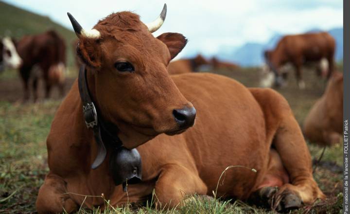 Vache de race Tarentaise © Patrick Folliet / Parc national de la Vanoise
