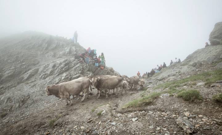 Transhumance, La Bernatoire © P. Meyer / Parc national des Pyrénées