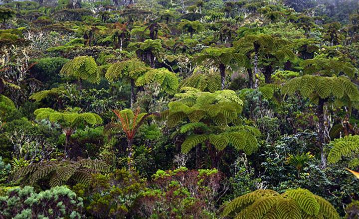 Forêt de Bois de couleur des Hauts © Jean-François Bègue / Parc national de La Réunion