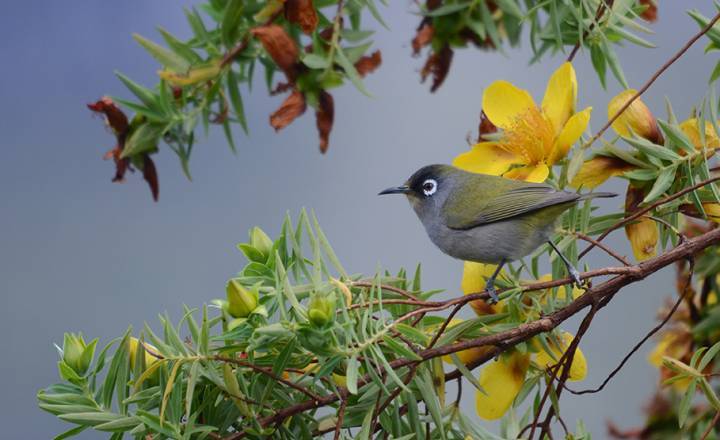 Oiseau-lunettes © Benoît Lequette / Parc national de La Réunion