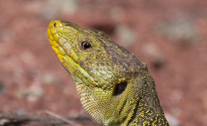 Lézard ocellé © Joseph Celse