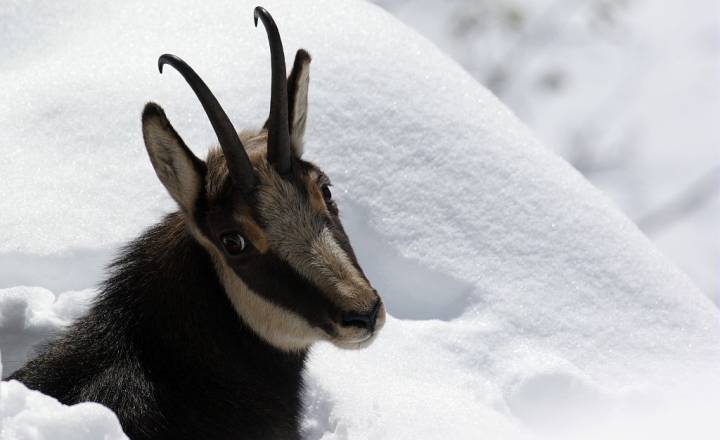 Chamois dans la neige © Jean-Philippe Telmon / Parc national des Ecrins