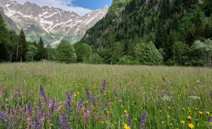Pré de fauche dans le vallon de Valsenestre © Emmanuel Icardo / Parc national des Ecrins
