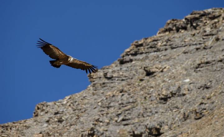 Vautour fauve en vol © Mireille Coulon / Parc national des Ecrins