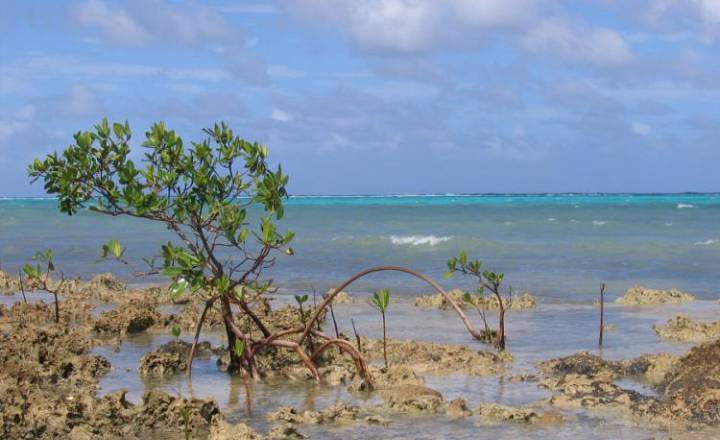 Grand Cul-de-Sac-Marin © DR / Parc national de Guadeloupe