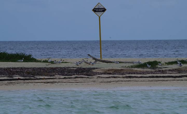 Sternes sur l'îlet Blanc © E. Guillot