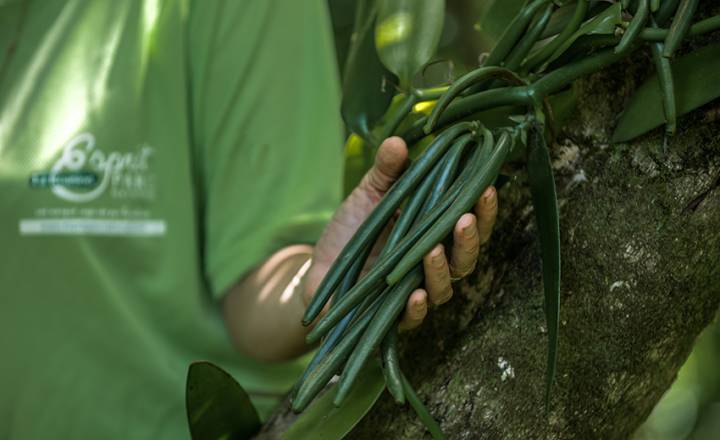 Vanille Bourbon © Sébastien Conejero / Parc national de La Réunion