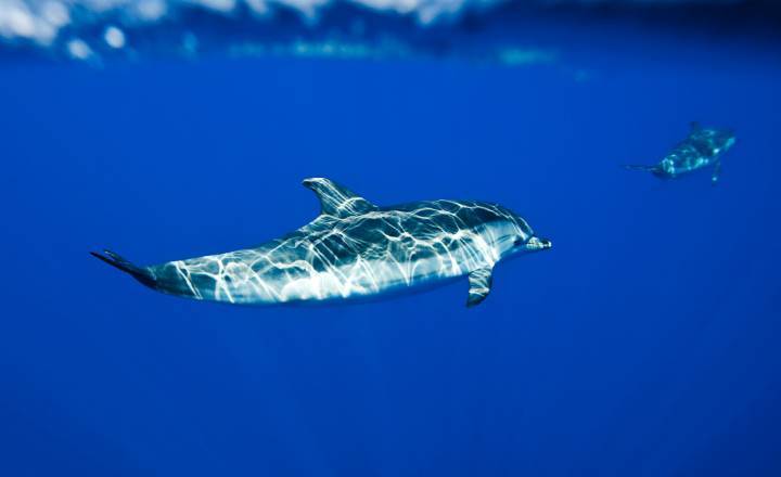 Dauphins © Ruoppolo / Parc national des Calanques