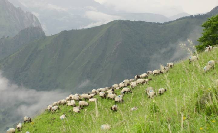 Estive, vallée de l'Apse © C. Brocas / Parc national des Pyrénées