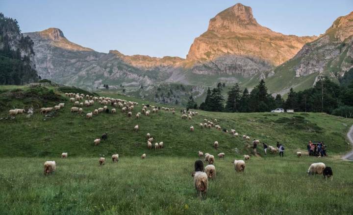 Bénou, Vallée d'Ossau © Gaec Bénou / Parc national des Pyrénées