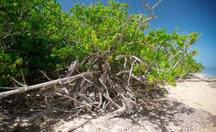 Marécage Mangrove © Roger Le Guen / Parc national de la Guadeloupe