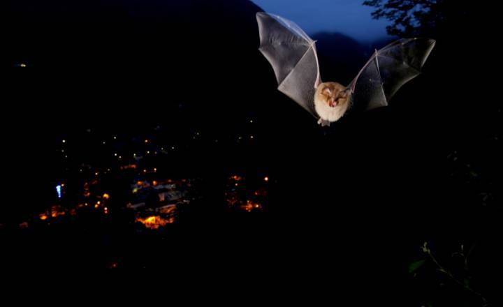 Nuit à Cauterets © T. Friedrich / Parc national des Pyrénées 