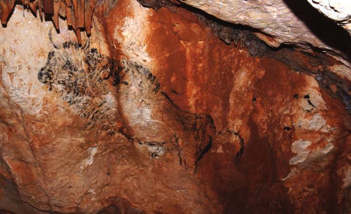 Peinture de Bison dans la grotte Cosquer © MCC DRAC SRA PACA Michel Olive