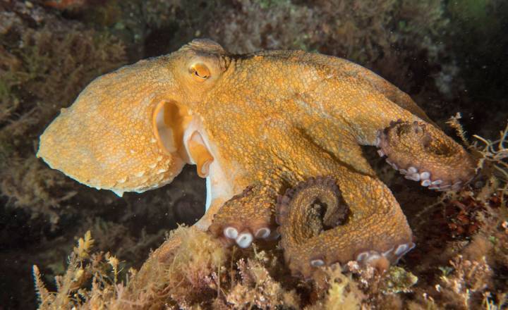 Poulpe commun © Romain Lamarche / Parc national des Calanques