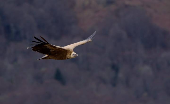 Vautour fauve en vol © L. Nedelec / Parc national des Pyrénées