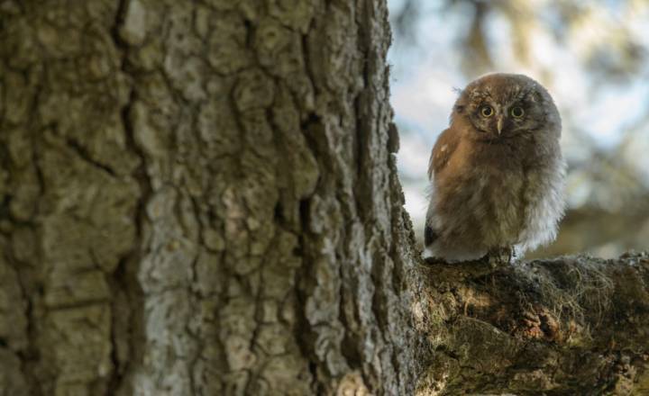 Jeune chouette de Tengmalm © L. Nedelec / Parc national des Pyrénées