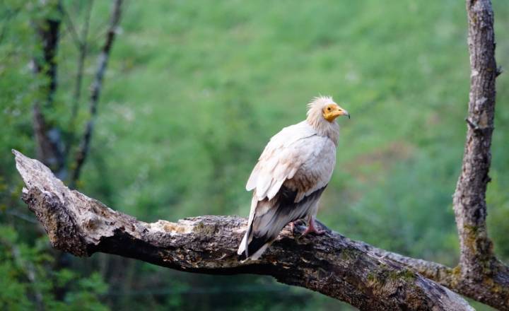 Percnoptere d'Egypte © D. Peyrusque / Parc national des Pyrénées