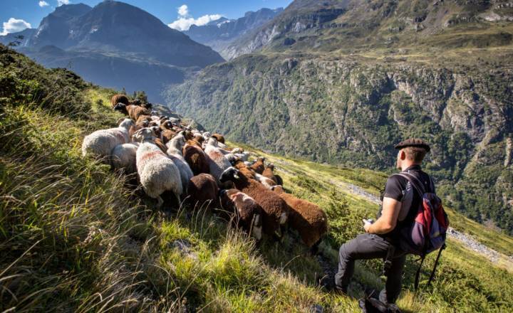 Troupeau © M. Hervieu / Parc national des Pyrénées