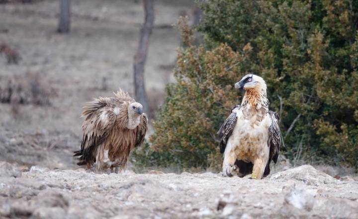 Vautour fauve et gypaète barbu © D. Peyrusque / Parc national des Pyrénées