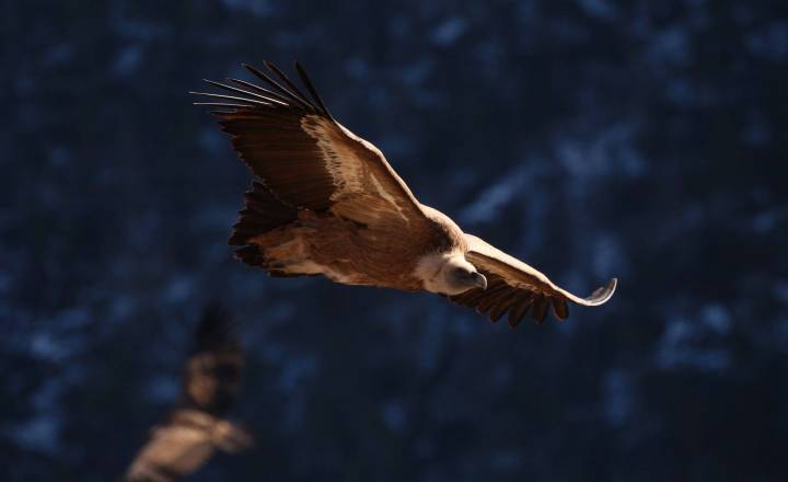Sentier des oiseaux © DR Parc national des Cévennes 