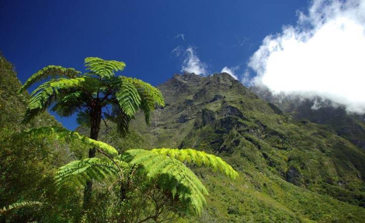Cirque de Mafate, fougère arborescente © DR Parc national de La Réunion