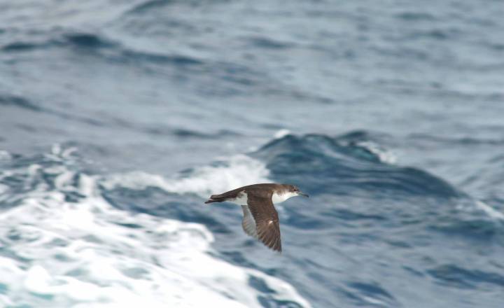 Puffin yelkouan © M. Lasceve - Parc national de Port-Cros