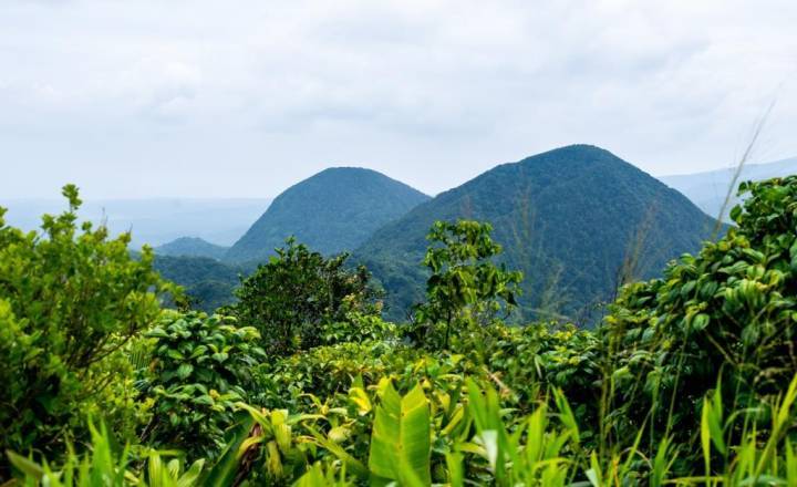 Massif des mamelles © Lara Balais - Parc national de la Guadeloupe