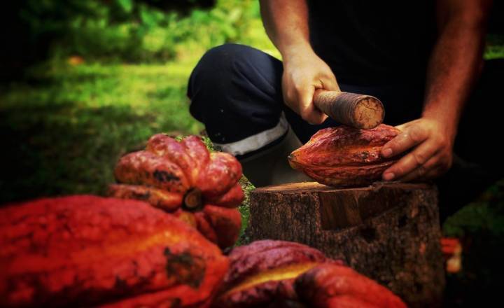 Cabosse de cacao et Franck Morel © Esther Lobet Bedjedi - Parc national de La Réunion