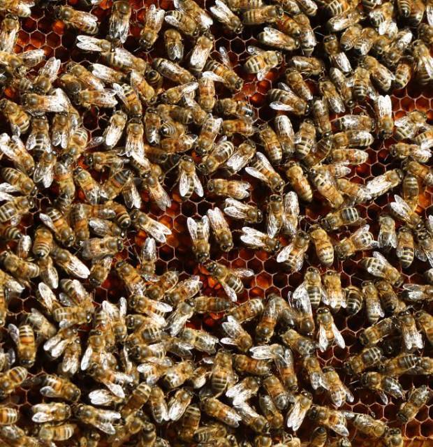 Les abeilles - Jean Jacques DAUBERT