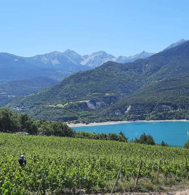 Vigne de Chardonnay vin Biologique
