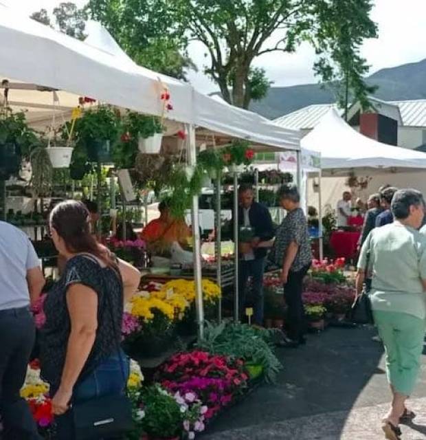 Marché forain de la Plaine des palmistes